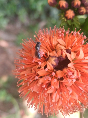 Hiccough-Nut (Combretum bracteosum)