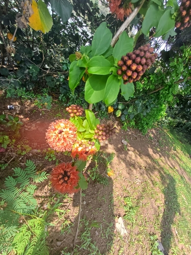 Combretum bracteosum, photograph 2