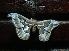 Rothschildia cinctus cinctus