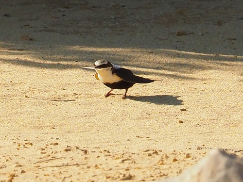 White-backed Swallow (Cheramoeca leucosterna), photo 9