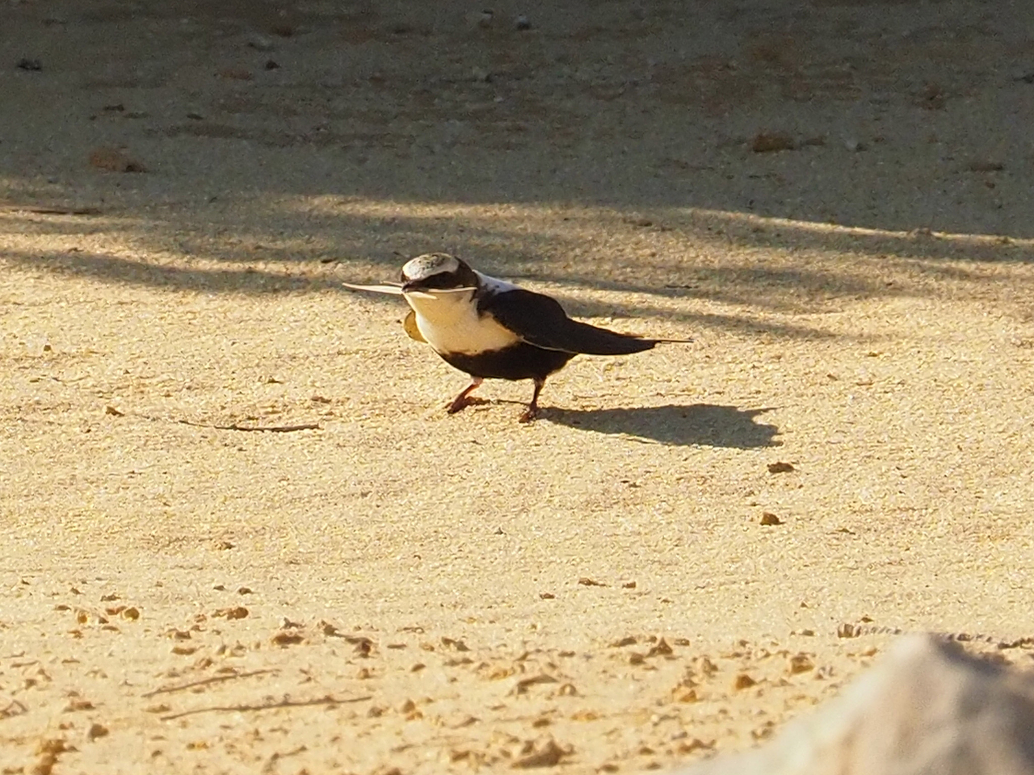 White-backed Swallow (Cheramoeca leucosterna), photo 7