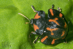 Convexocoleus rileyi