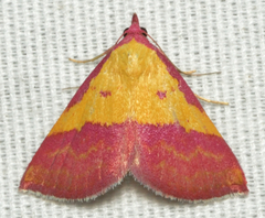 Phytometra rhodarialis