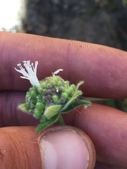 Monardella hypoleuca lanata