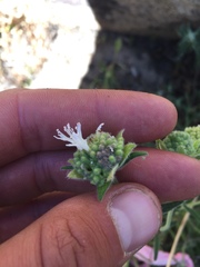 Monardella hypoleuca lanata