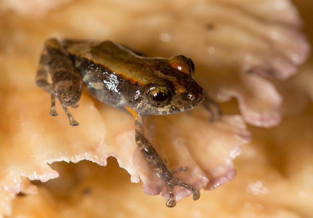 Marbled Rain Frog