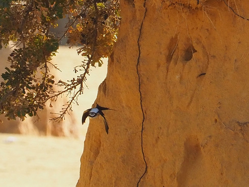 White-backed Swallow (Cheramoeca leucosterna), photo 10