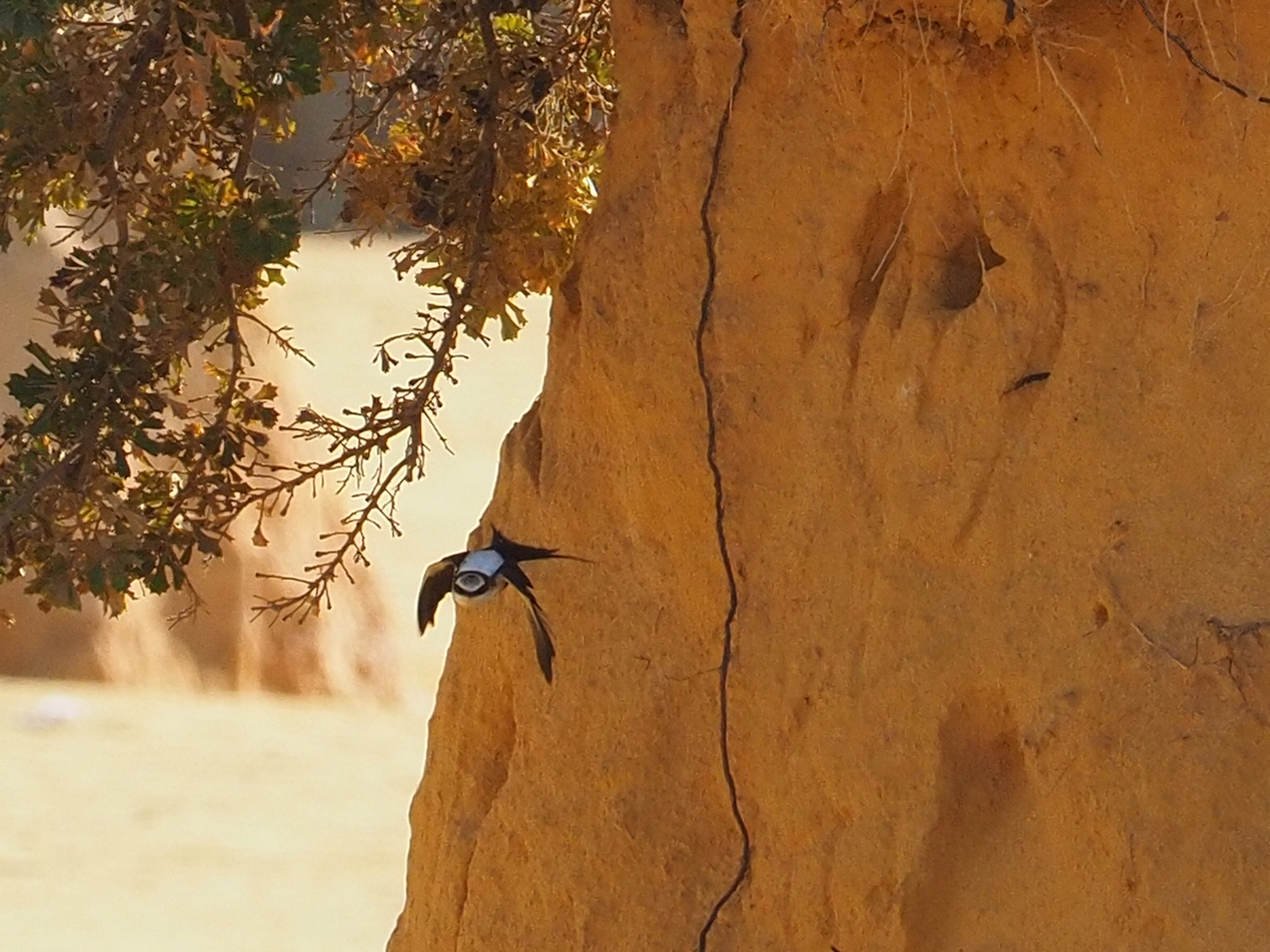 White-backed Swallow (Cheramoeca leucosterna), photo 8