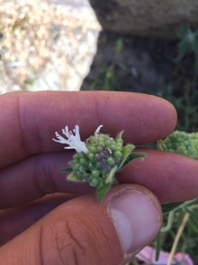 Monardella hypoleuca lanata