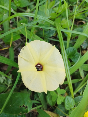 Image of Hewittia malabarica by (c) Margaret Burger, some rights reserved (CC BY-SA)
