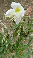 Oenothera cespitosa