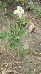 Oenothera cespitosa