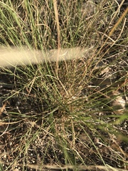 Aristida oligantha