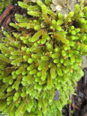 Pterogoniadelphus assimilis