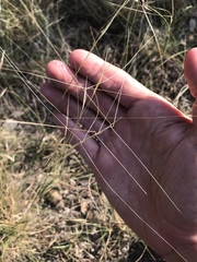 Aristida oligantha