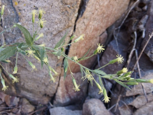 Image of Brickellia amplexicaulis by (c) Sue Carnahan, some rights reserved (CC BY)