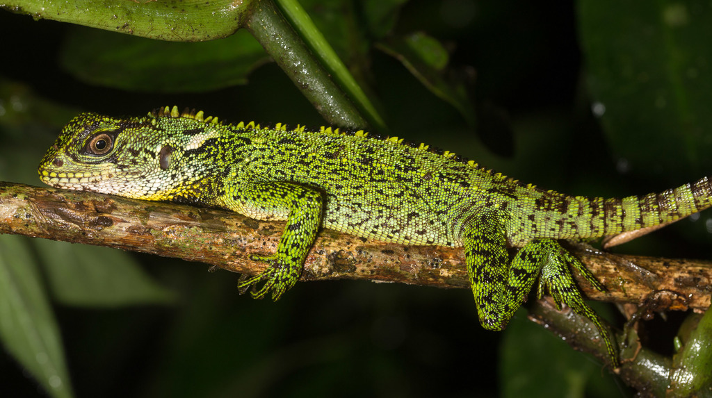 Canelos Woodlizard