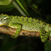Canelos Woodlizard - Photo (c) Graham Wise, some rights reserved (CC BY-SA), uploaded by Graham Wise