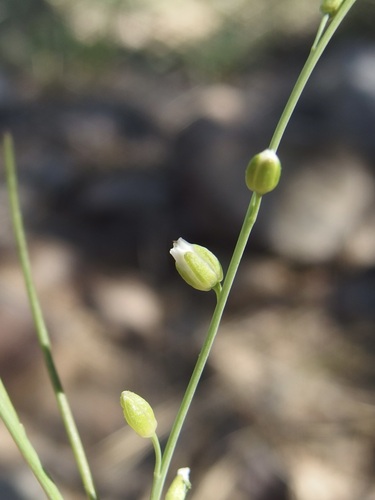 Mountain Cross (Pennellia micrantha)