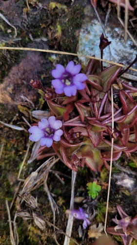 Pinguicula calyptrata