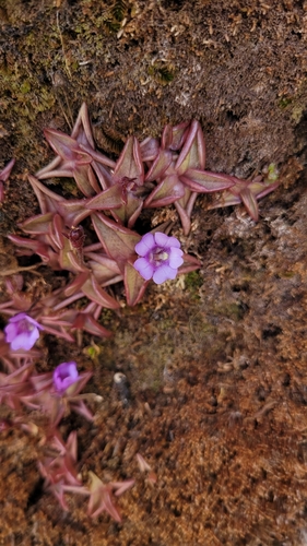 Pinguicula calyptrata