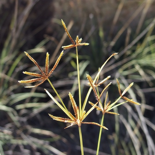 Image of Cyperus amabilis by (c) Sue Carnahan, some rights reserved (CC BY)
