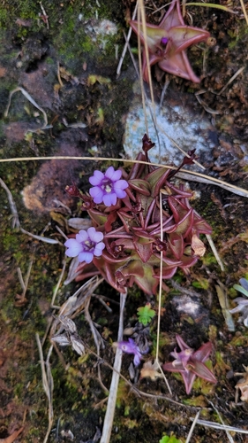 Pinguicula calyptrata