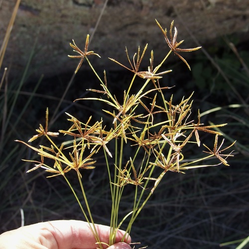 Image of Cyperus amabilis by (c) Sue Carnahan, some rights reserved (CC BY)
