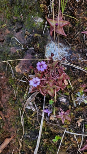 Pinguicula calyptrata
