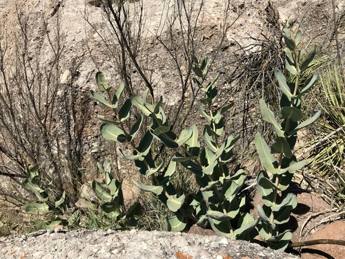 Image of Asclepias elata by (c) Sue Carnahan, some rights reserved (CC BY)