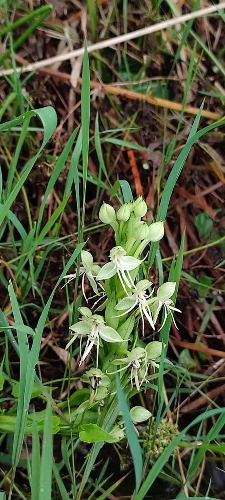 Habenaria pringlei