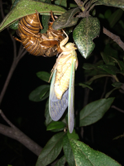 Graptopsaltria nigrofuscata