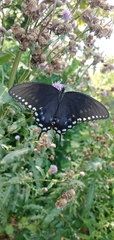 Papilio troilus