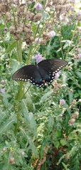 Papilio troilus