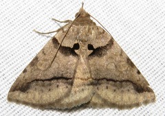 Celiptera valina