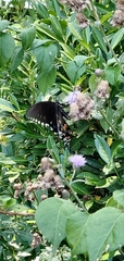 Papilio troilus