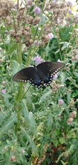 Papilio troilus