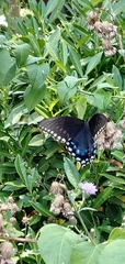 Papilio troilus
