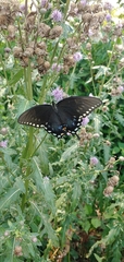 Papilio troilus