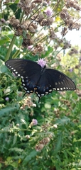 Papilio troilus