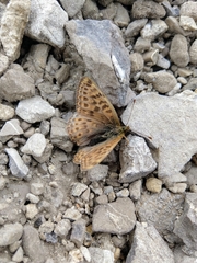 Boloria astarte