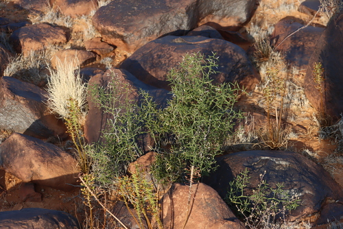 Image of Asparagus striatus by (c) Tony Rebelo, some rights reserved (CC BY-SA)