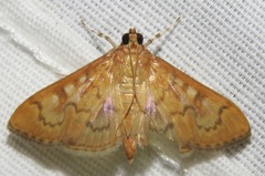 Psara dryalis