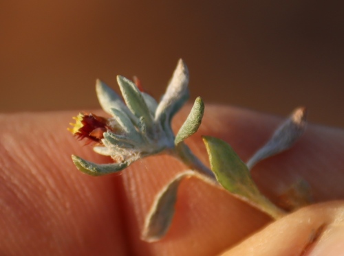 Image of Helichrysum pumilio by (c) Tony Rebelo, some rights reserved (CC BY-SA)