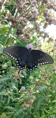 Papilio troilus