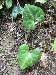 Asarum marmoratum