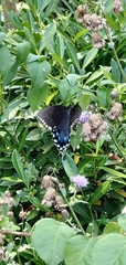 Papilio troilus