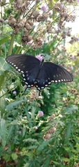 Papilio troilus