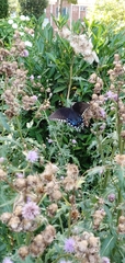 Papilio troilus