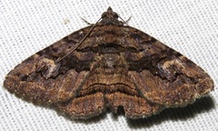 Zaleops umbrina